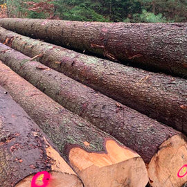 Beukenstammen - volledige vrachtwagenlading 60RM