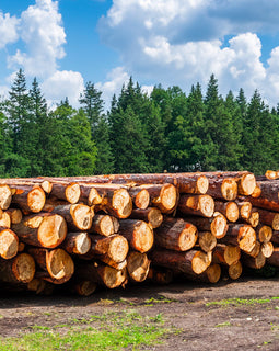 Beukenstammen - volledige vrachtwagenlading 40RM
