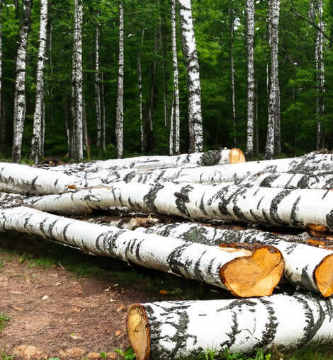 Boomstammen - Berk - volledige vrachtwagenlading 40RM