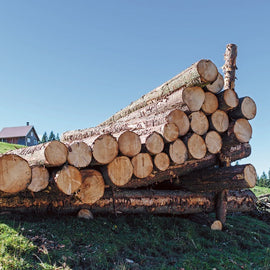 Boomstammen - Berk - volledige vrachtwagenlading 40RM